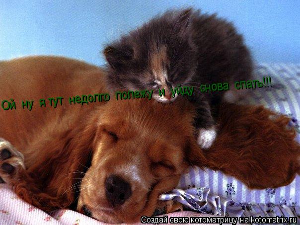 Котоматрица: Ой  ну  я тут  недолго  полежу  и  уйду  снова  спать!!!