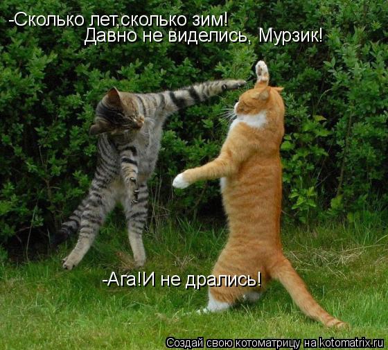 -Сколько лет,сколько зим! Давно не виделись, Мурзик! -Ага!И не дрались!... Котоматрица: -Сколько лет,сколько зим! Давно не виделись, Мурзик! -Ага!И не дрались!