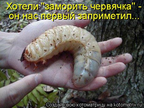он нас первый заприметил... Хотели "заморить червячка" -... Котоматрица: он нас первый заприметил... Хотели "заморить червячка" -