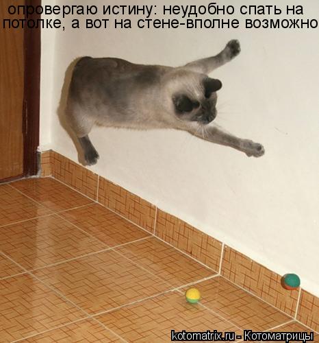 Котоматрица: опровергаю истину: неудобно спать на  потолке, а вот на стене-вполне возможно