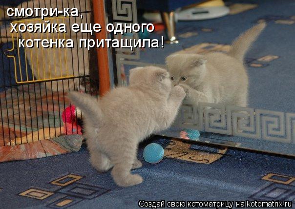 Котоматрица: смотри-ка,  хозяйка еще одного  котенка притащила!