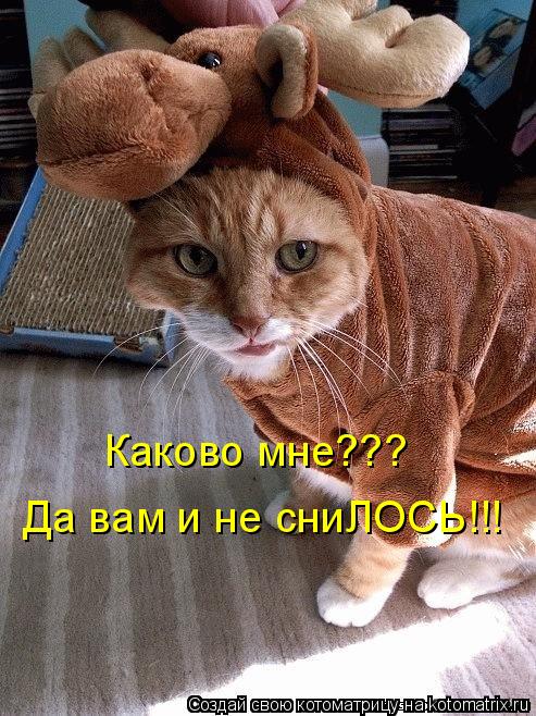 Да вам и не сниЛОСЬ!!! Каково мне???... Котоматрица: Да вам и не сниЛОСЬ!!! Каково мне???