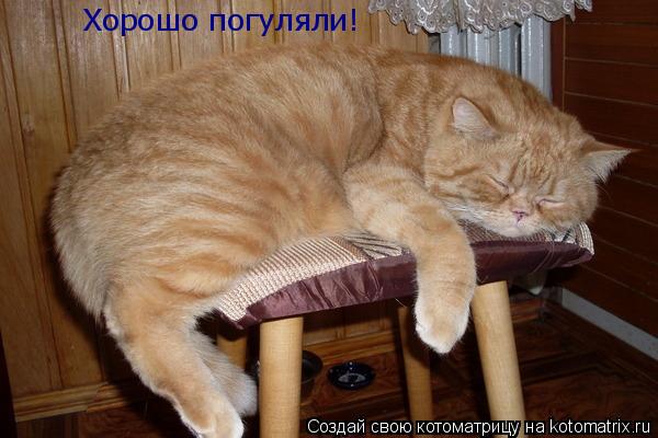 Котоматрица: Хорошо погуляли!