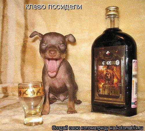 Котоматрица: клево посидели