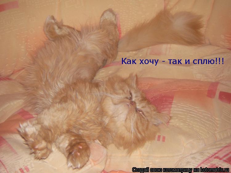 Котоматрица: Как хочу - так и сплю!!!