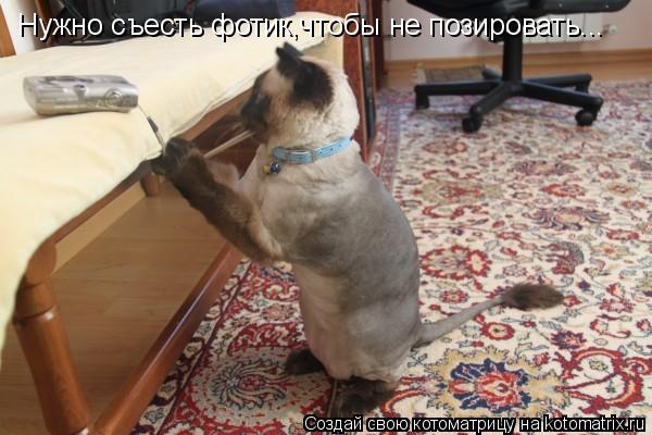 Котоматрица: Нужно съесть фотик,чтобы не позировать...
