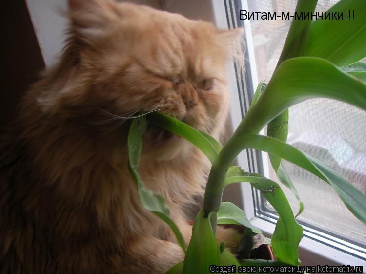 Котоматрица: Витам-м-минчики!!!