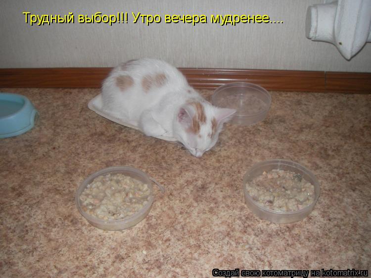 Котоматрица: Трудный выбор!!! Утро вечера мудренее....