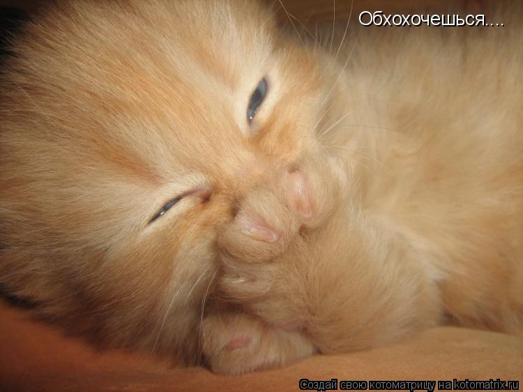 Котоматрица: Обхохочешься....
