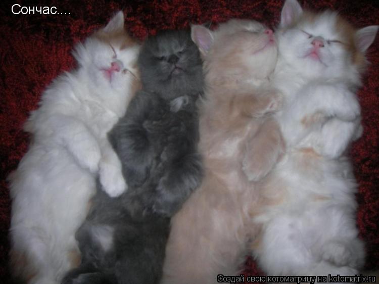 Котоматрица: Cончас....