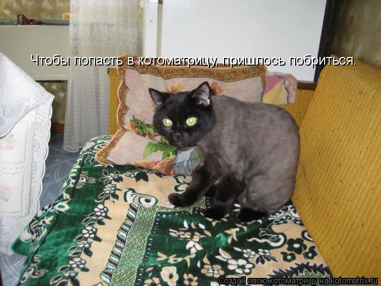 Котоматрица: Чтобы попасть в котоматрицу, пришлось побриться.