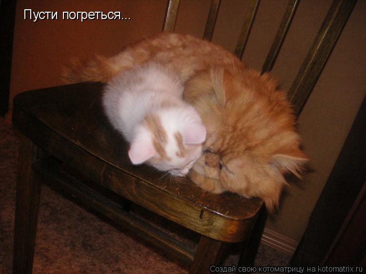 Котоматрица: Пусти погреться...