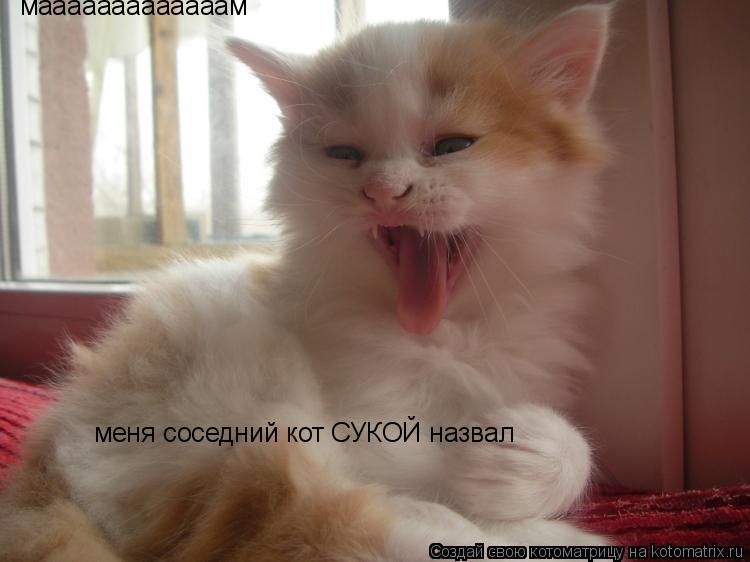 Котоматрица: мааааааааааааам меня соседний кот СУКОЙ назвал