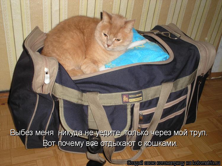 Котоматрица: Выбез меня  никуда не уедите, только через мой труп. Вот почему все отдыхают с кошками.