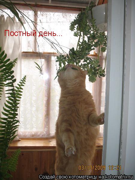 Постный день...... Котоматрица: Постный день...
