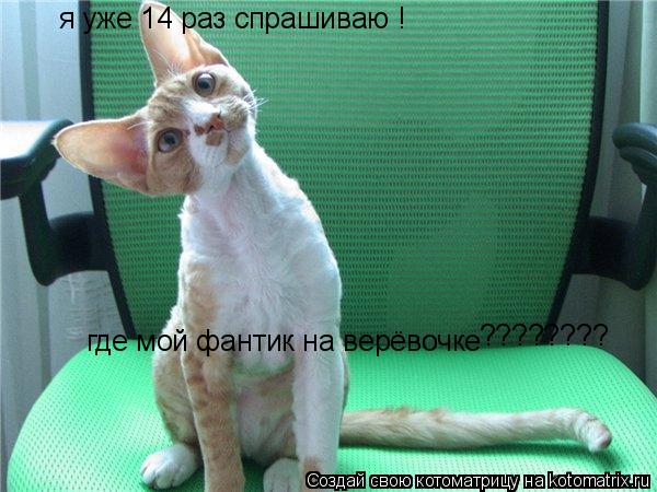 Котоматрица: я уже 14 раз спрашиваю !  где мой фантик на верёвочке ????????
