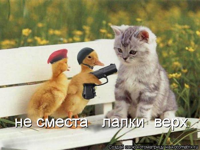 Котоматрица: не сместа   лапки  верх