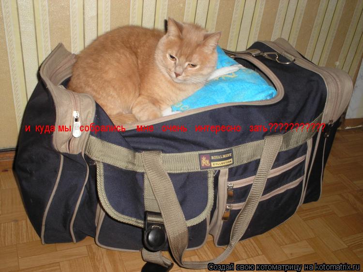 и куда мы собрались мне очень интересно зать???????????... Котоматрица: и куда мы собрались мне очень интересно зать???????????