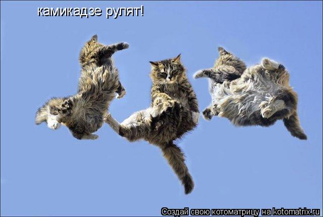 камикадзе рулят!... Котоматрица: камикадзе рулят!