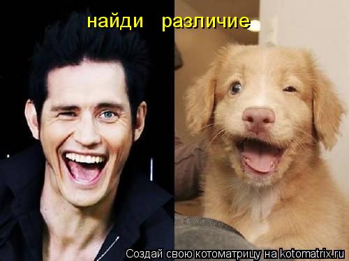 найди различие... Котоматрица: найди различие