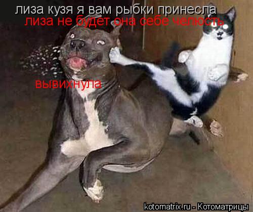 Котоматрица: лиза кузя я вам рыбки принесла лиза не будет она себе челюсть вывихнула