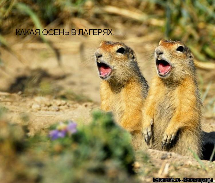 Котоматрица: КАКАЯ ОСЕНЬ В ЛАГЕРЯХ....