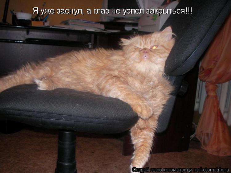 Я уже заснул, а глаз не успел закрыться!!!... Котоматрица: Я уже заснул, а глаз не успел закрыться!!!