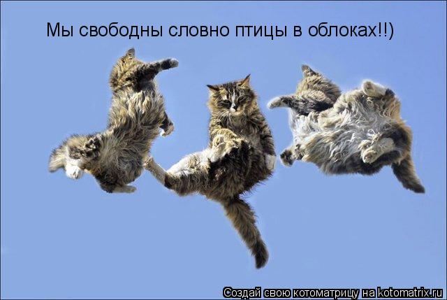 Мы свободны словно птицы в облоках!!)... Котоматрица: Мы свободны словно птицы в облоках!!)