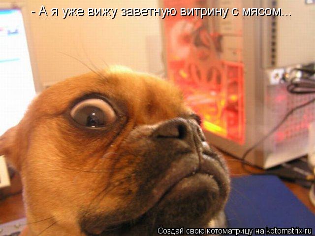 - А я уже вижу заветную витрину с мясом...... Котоматрица: - А я уже вижу заветную витрину с мясом...