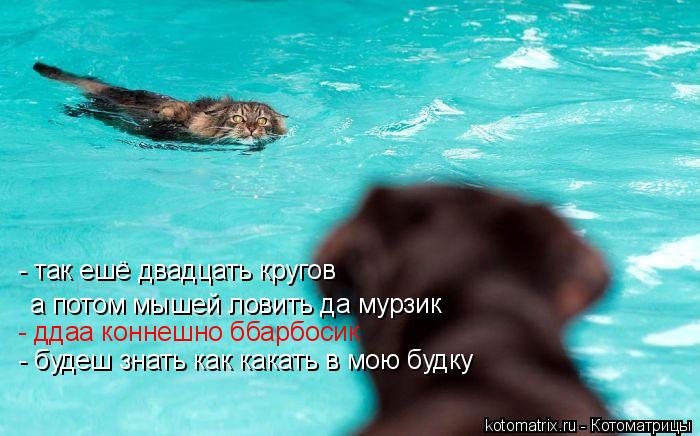 - так ешё двадцать кругов а потом мышей ловить да мурзик - ддаа коннешно ббарбосик - будеш знать как ... Котоматрица: - так ешё двадцать кругов а потом мышей ловить да мурзик - ддаа коннешно ббарбосик - будеш знать как какать в мою будку