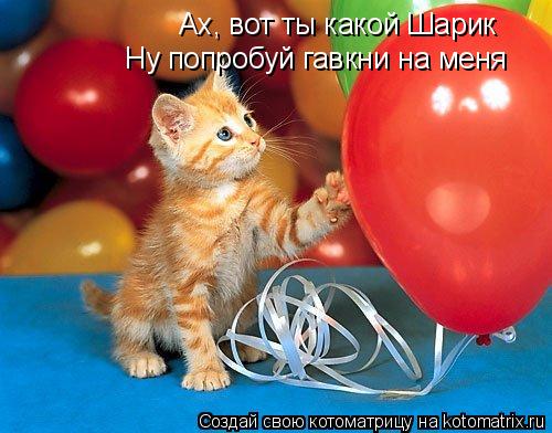 Ах, вот ты какой Шарик Ну попробуй гавкни на меня... Котоматрица: Ах, вот ты какой Шарик Ну попробуй гавкни на меня