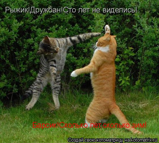 Рыжик!Дружбан!Сто лет не виделись! Барсик!Сколько лет,сколько зим!... Котоматрица: Рыжик!Дружбан!Сто лет не виделись! Барсик!Сколько лет,сколько зим!