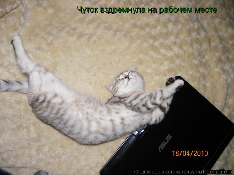 Чуток вздремнула на рабочем месте... Котоматрица: Чуток вздремнула на рабочем месте