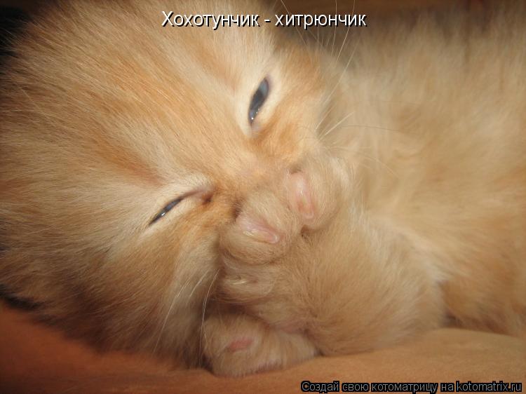 Хохотунчик - хитрюнчик... Котоматрица: Хохотунчик - хитрюнчик