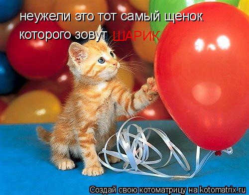 неужели это тот самый щенок которого зовут ШАРИК... Котоматрица: неужели это тот самый щенок которого зовут ШАРИК