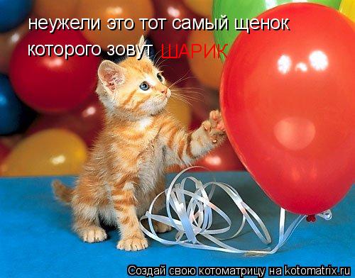 Котоматрица: неужели это тот самый щенок которого зовут  ШАРИК