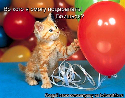 Во кого я смогу поцарапать! Боишься?... Котоматрица: Во кого я смогу поцарапать! Боишься?