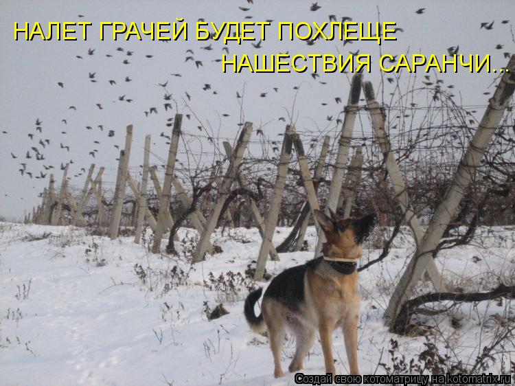 НАЛЕТ ГРАЧЕЙ БУДЕТ ПОХЛЕЩЕ НАШЕСТВИЯ САРАНЧИ...... Котоматрица: НАЛЕТ ГРАЧЕЙ БУДЕТ ПОХЛЕЩЕ НАШЕСТВИЯ САРАНЧИ...