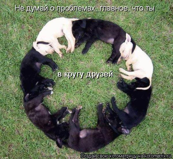 Котоматрица: в кругу друзей Не думай о проблемах, главное, что ты