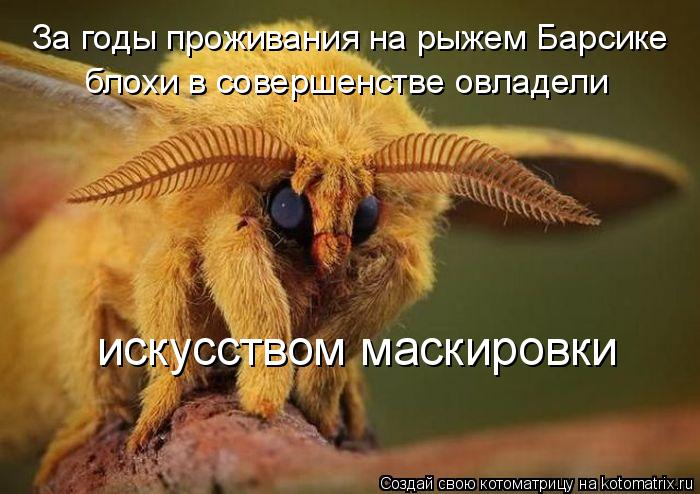 Котоматрица: За годы проживания на рыжем Барсике  блохи в совершенстве овладели  искусством маскировки