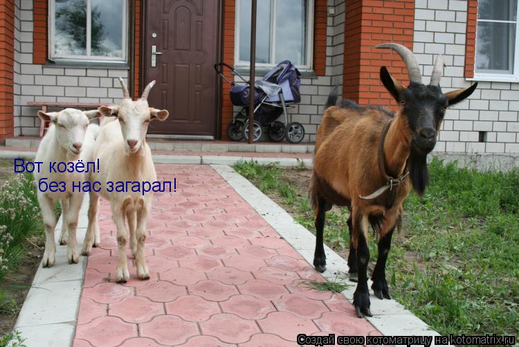 Котоматрица: Вот козёл! без нас загарал!