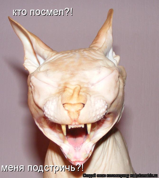 Котоматрица: кто посмел?! меня подстричь?!