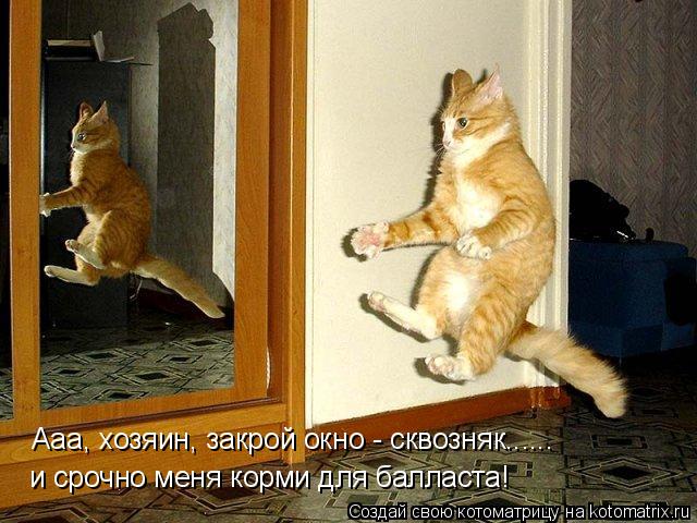Котоматрица: Ааа, хозяин, закрой окно - сквозняк......  и срочно меня корми для балласта!