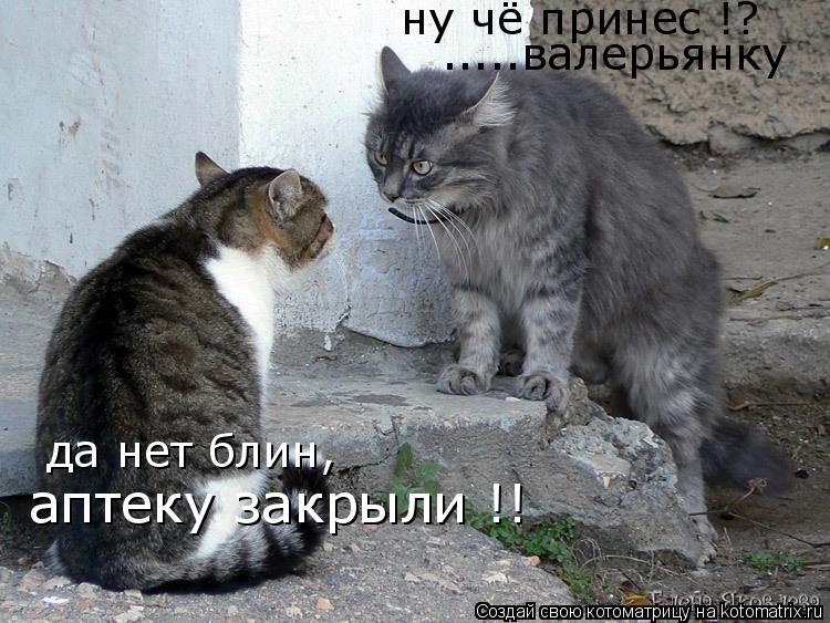 ну чё принес !? .....валерьянку да нет блин, аптеку закрыли !!... Котоматрица: ну чё принес !? .....валерьянку да нет блин, аптеку закрыли !!