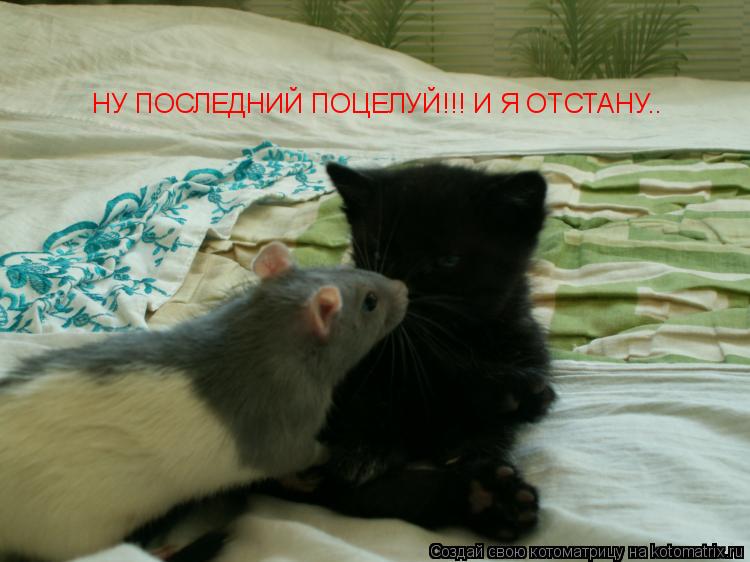 Котоматрица: НУ ПОСЛЕДНИЙ ПОЦЕЛУЙ!!! И Я ОТСТАНУ..