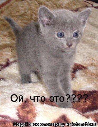 Котоматрица: Ой, что это????