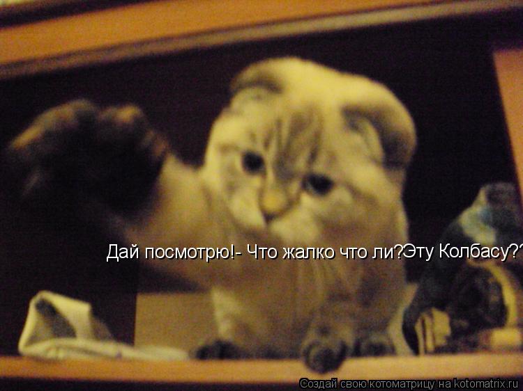 Котоматрица: Дай посмотрю!- Что жалко что ли? Эту Колбасу????
