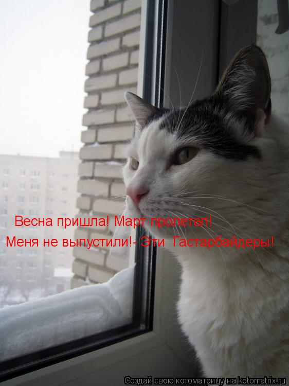 Котоматрица: Весна пришла! Март пролетел! Меня не выпустили!- Эти  Гастарбайдеры!