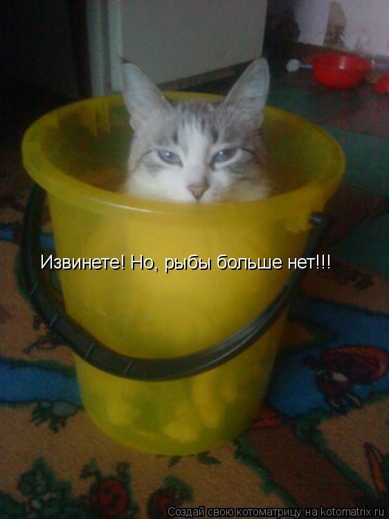 Котоматрица: Извинете! Но, рыбы больше нет!!!