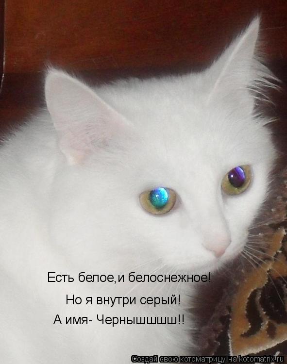 Котоматрица: Есть белое,и белоснежное! Но я внутри серый! А имя- Чернышшшш!!